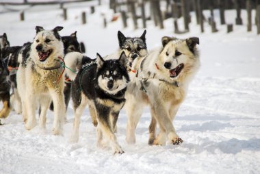 Köpekler, kızak köpekleri