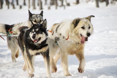 Köpekler, kızak köpekleri