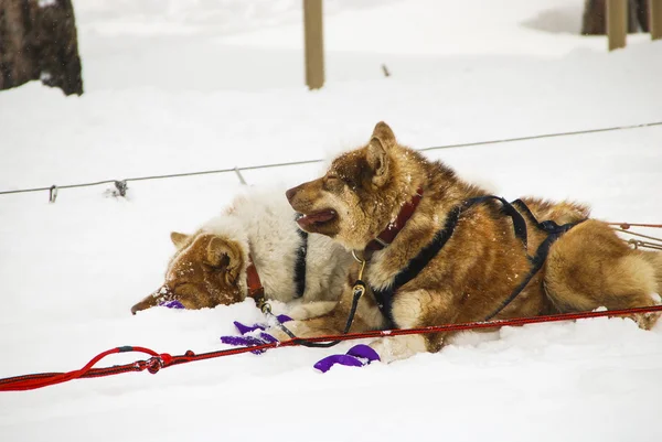 Dogs, sled dogs — Stock Photo, Image