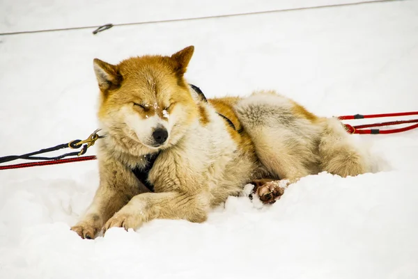 Hunde, slædehunde - Stock-foto