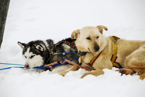 Cani, cani da slitta — Foto Stock