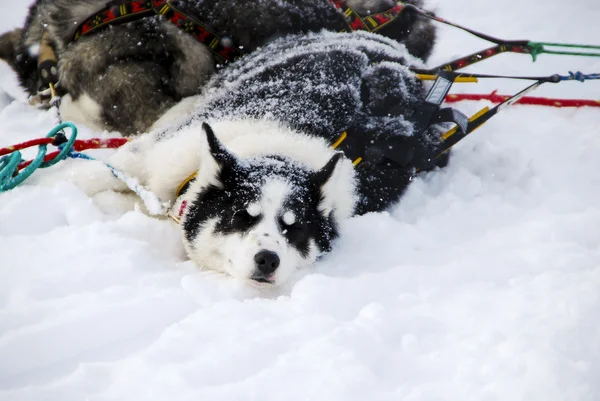 雪橇犬的狗 — 图库照片