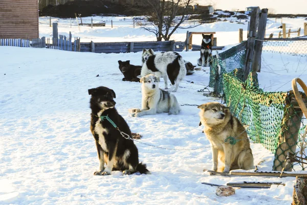 Dogs, sled dogs — Stock Photo, Image