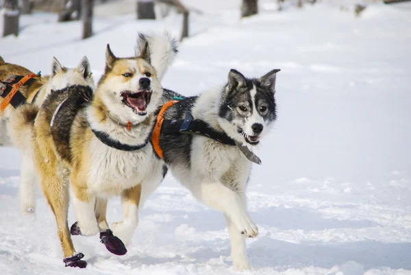 Perros, perros de trineo — Foto de Stock