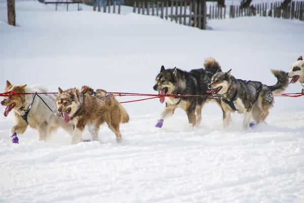 Honden, sledehonden — Stockfoto