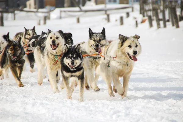 Honden, sledehonden — Stockfoto