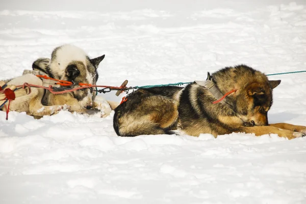 雪橇犬的狗 — 图库照片