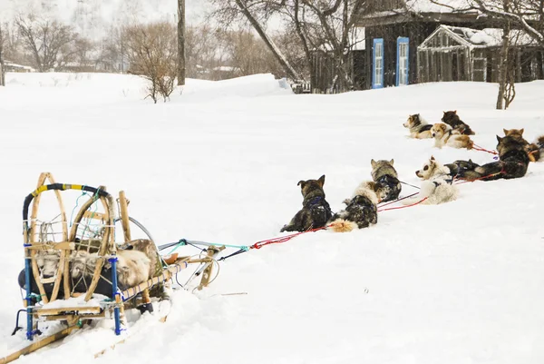 Cani, cani da slitta — Foto Stock