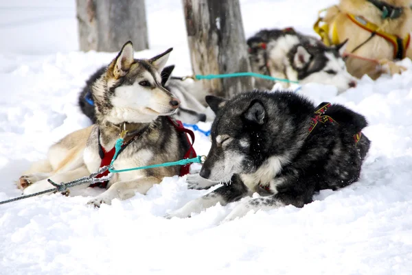 Dogs, sled dog — Stock Photo, Image