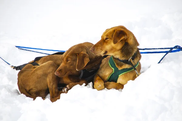 Dogs, sled dog — Stock Photo, Image