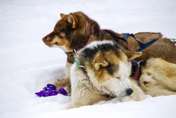 Perros, perros de trineo — Foto de Stock