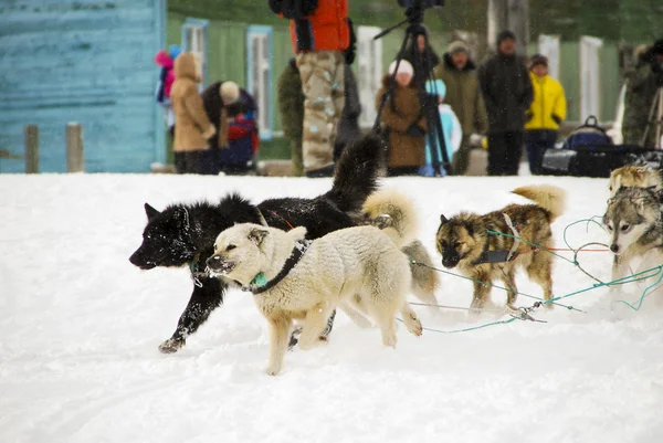 Honden, slede honden — Stockfoto