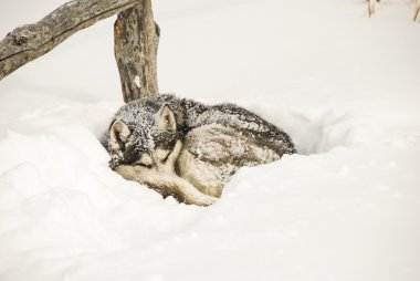 Köpekler, kızak köpekleri