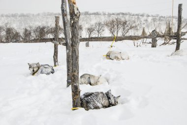 Köpekler, kızak köpekleri