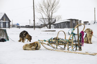 Köpekler, kızak köpekleri