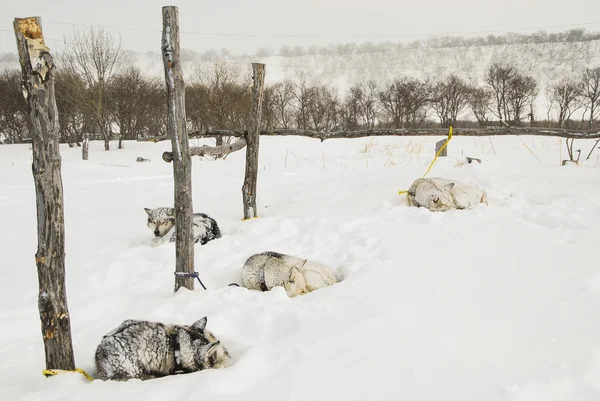 Cães, cães de trenó — Fotografia de Stock