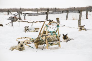 Köpekler, kızak köpekleri