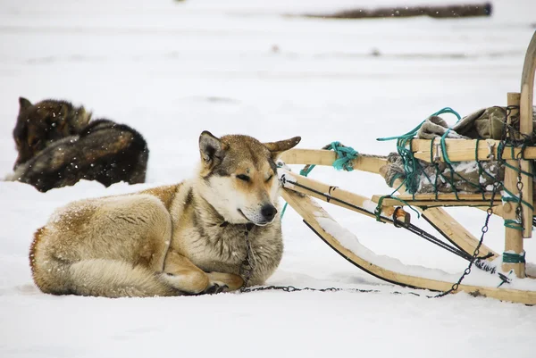 雪橇犬的狗 — 图库照片