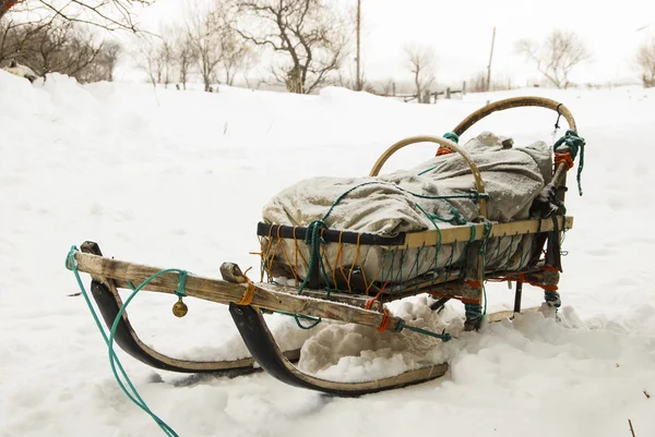 雪橇犬的狗 — 图库照片