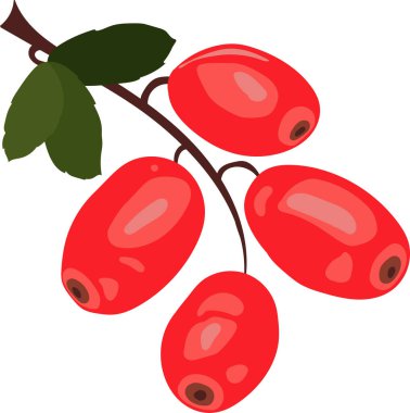 Barberry, berberis izole ikonu, yeşil yapraklı kırmızı böğürtlen, sağlıklı vejetaryen vitamin yiyecekler için el çizimi tarzı. Vektör illüstrasyonu