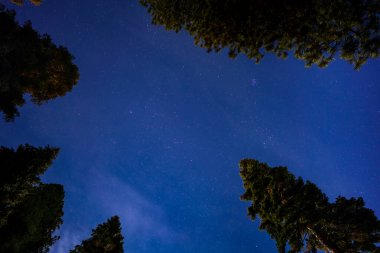 Ormanda gece gökyüzü, ağaçların arasında yıldızlarla dolu gökyüzü. 