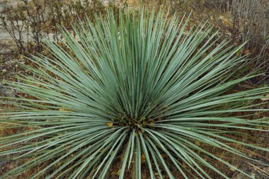 Yucca fabrikasının kapalı görüntüsü 