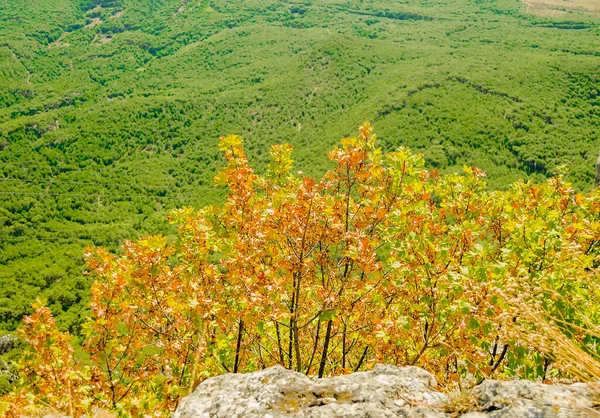 Sonbahar Ormanı Insansız Hava Aracı Görüntüsü — Stok fotoğraf