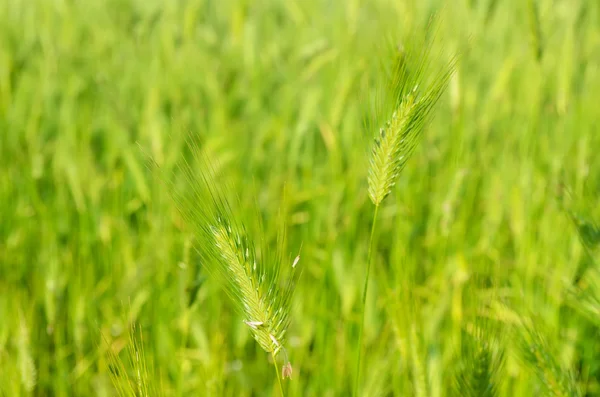 Zelený uši — Stock fotografie