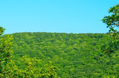 yeşil ormanlarla kaplı dağlar
