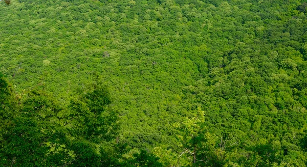 Árvores verdes nas montanhas — Fotografia de Stock