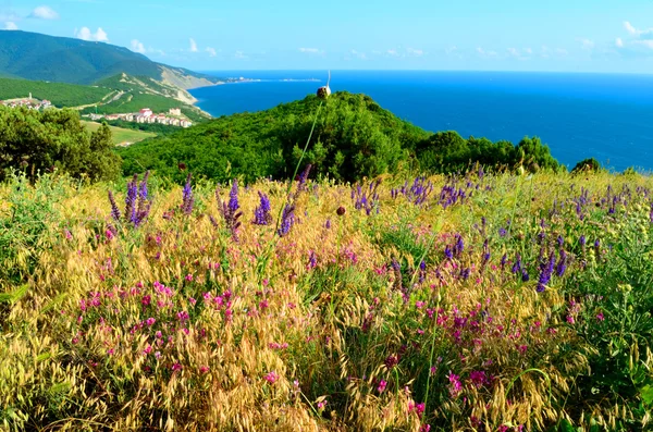 Wildflowers in the mountains — Stock Photo, Image