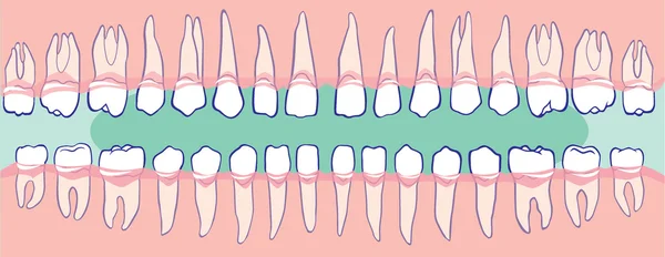 Todos os dentes. Mandíbula humana . —  Vetores de Stock