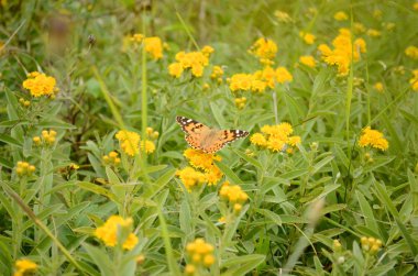 Sarı çiçeklerdeki kelebek