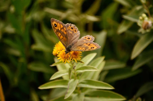 Papillon sur fleurs jaunes — Photo