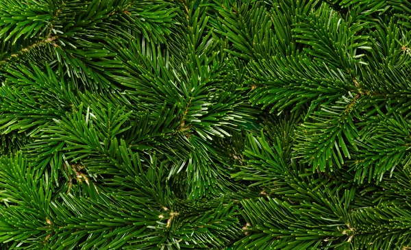 Fondo del árbol de Navidad. Textura de ramas verdes del abeto Nordmann, primer plano. Fondo natural de invierno y vacaciones — Foto de Stock