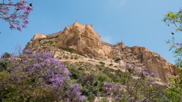 Κάστρο της Σάντα Μπάρμπαρα στο Αλικάντε, περιοχή Costa Blanca στην Ισπανία. Jacaranda mimosifolia δέντρο με μοβ λουλούδια τρέμουν στον άνεμο σε πρώτο πλάνο. Γλάροι που κυματίζουν και ισπανική σημαία που κυματίζουν — Αρχείο Βίντεο