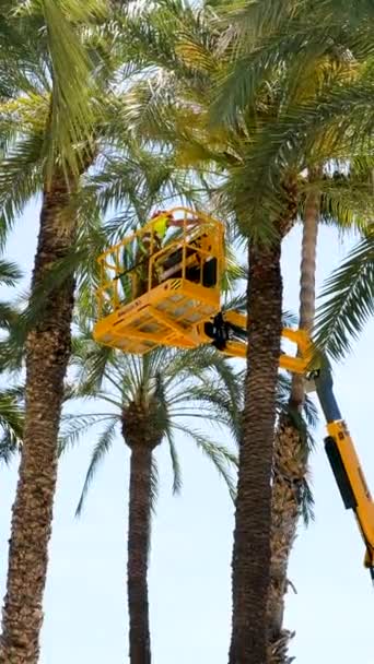 ALICANTE, SPANIEN - 20. Mai 2021: Mitarbeiter der Gartenpflege auf einer Hebebühne, um Palmen zu schneiden und Früchte zu entfernen. Tropische Pflanzenpflege an der Costa Blanca am Mittelmeer — Stockvideo