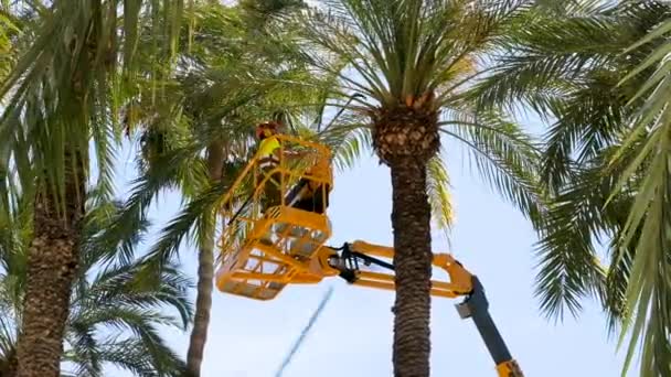 ALICANTE, SPANIA - 20 MAI 2021: Lucrător în servicii de întreținere a grădinii pe o platformă de ridicare tăierea palmierilor și îndepărtarea fructelor. Îngrijirea plantelor tropicale în regiunea Costa Blanca pe Marea Mediterană — Videoclip de stoc
