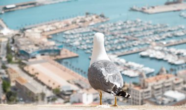 Martı İspanya 'daki Alicante kasabasının bulanık deniz ve limanına bakıyor. Vahşi kuşlu şehir sahnesi
