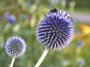 Küre thistle (Echinops ritro) çiçek