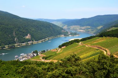 Rhine valley in Rudesheim clipart