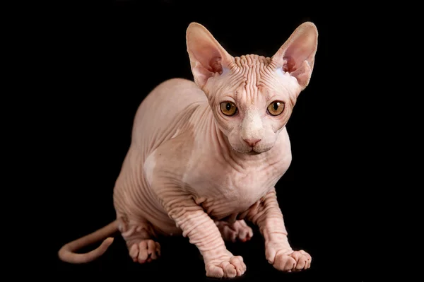 Cat sphinx — Stock Photo, Image