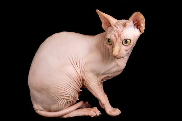 Cat sphinx — Stock Photo, Image