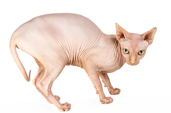 Katzensphinx — Stockfoto