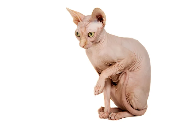 Cat sphinx — Stock Photo, Image