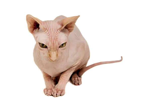 Cat sphinx — Stock Photo, Image