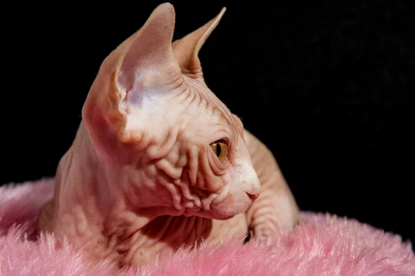 Cat sphinx — Stock Photo, Image