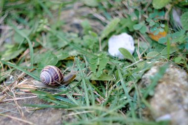 Bahçedeki salyangoz