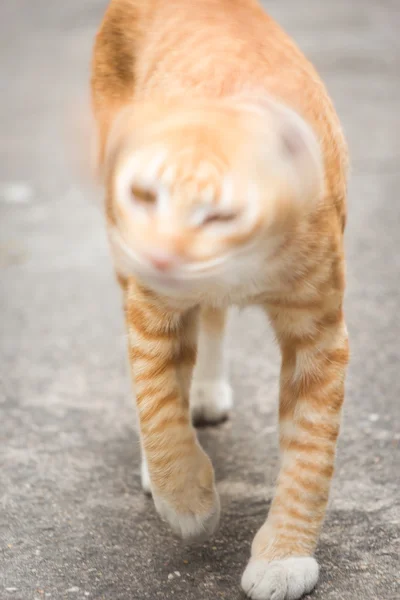 O gato doméstico — Fotografia de Stock