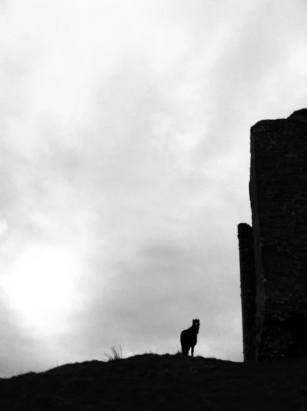 Sílhueta de cavalo sobre céu nublado — Fotografia de Stock